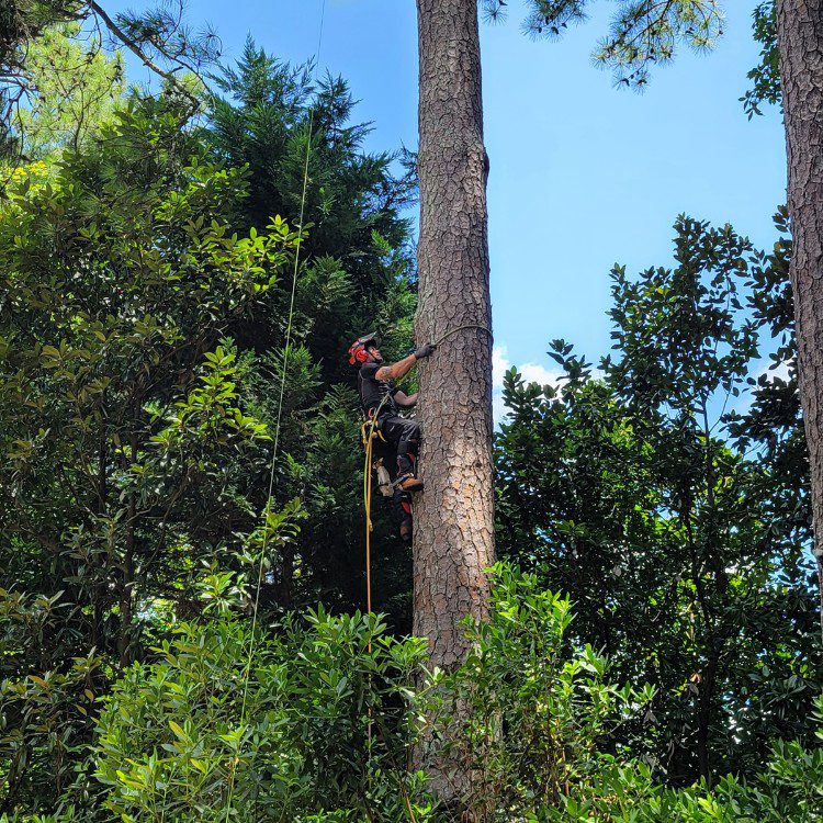 Tree services in Cornelia, GA Tree services in Cornelia, GA