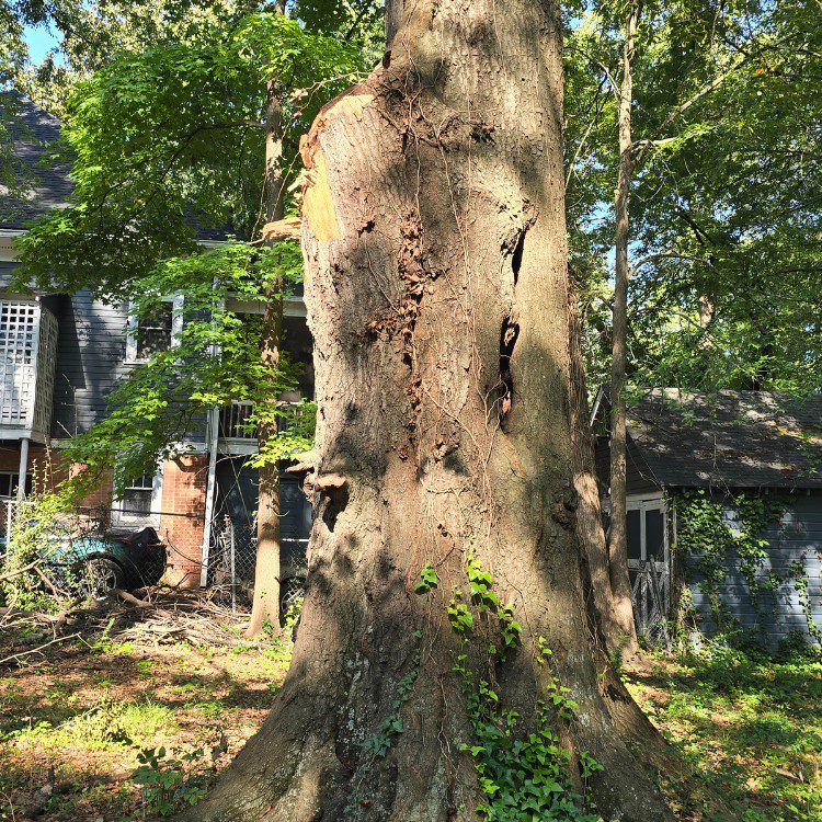 Tree services in Cornelia, GA Tree services in Cornelia, GA