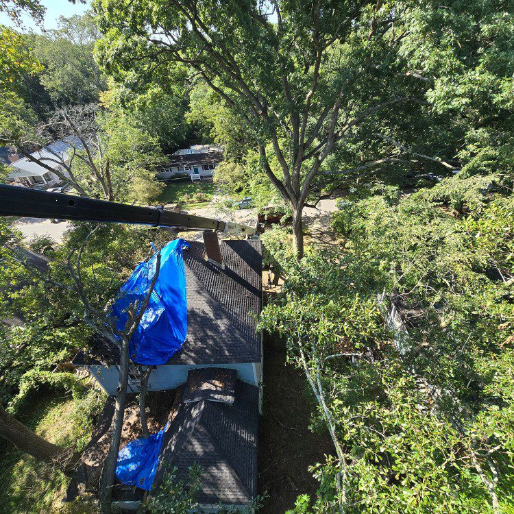 Tree services in Cornelia, GA Tree services in Cornelia, GA