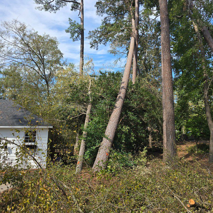 Tree services in Cornelia, GA Tree services in Cornelia, GA
