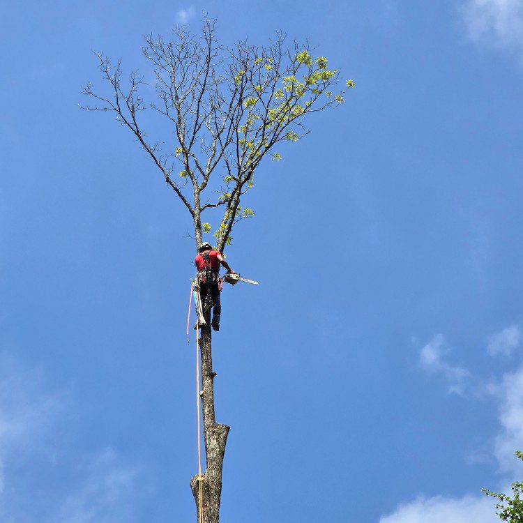 Tree services in Cornelia, GA Tree services in Cornelia, GA