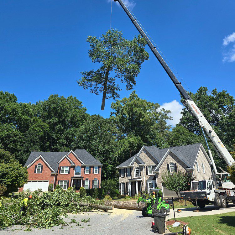 Tree services in Cornelia, GA Tree services in Cornelia, GA
