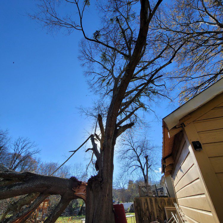 Tree services in Cornelia, GA Tree services in Cornelia, GA
