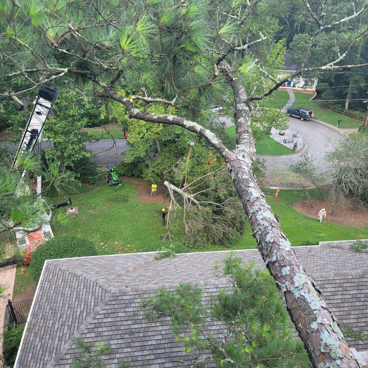 Tree services in Cornelia, GA Tree services in Cornelia, GA