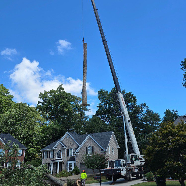 Tree services in Cornelia, GA Tree services in Cornelia, GA