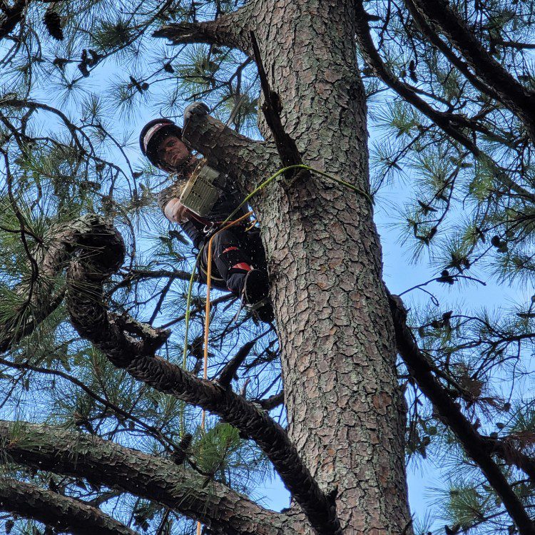 Tree services in Cornelia, GA Tree services in Cornelia, GA