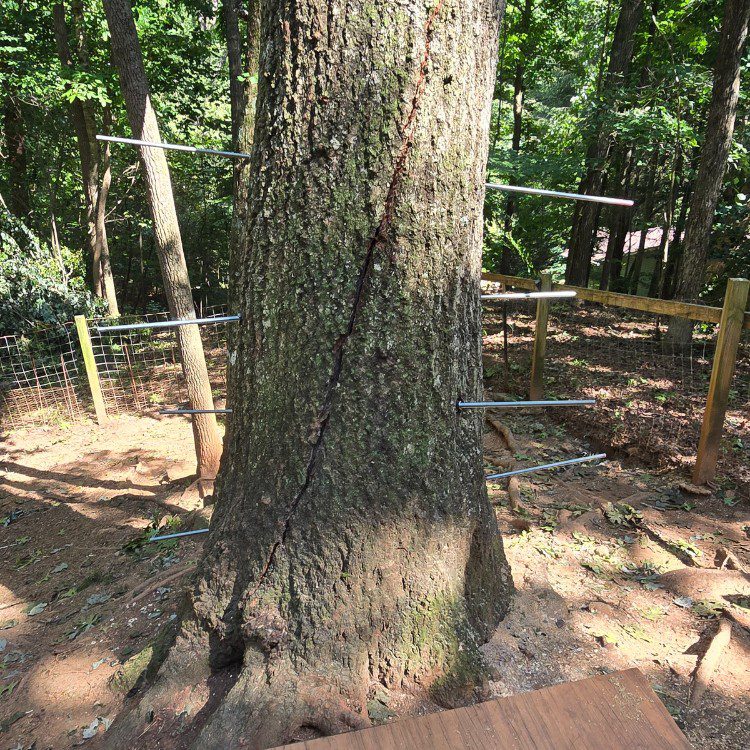 Tree services in Cornelia, GA Tree services in Cornelia, GA