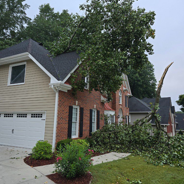 Tree services in Cornelia, GA Tree services in Cornelia, GA