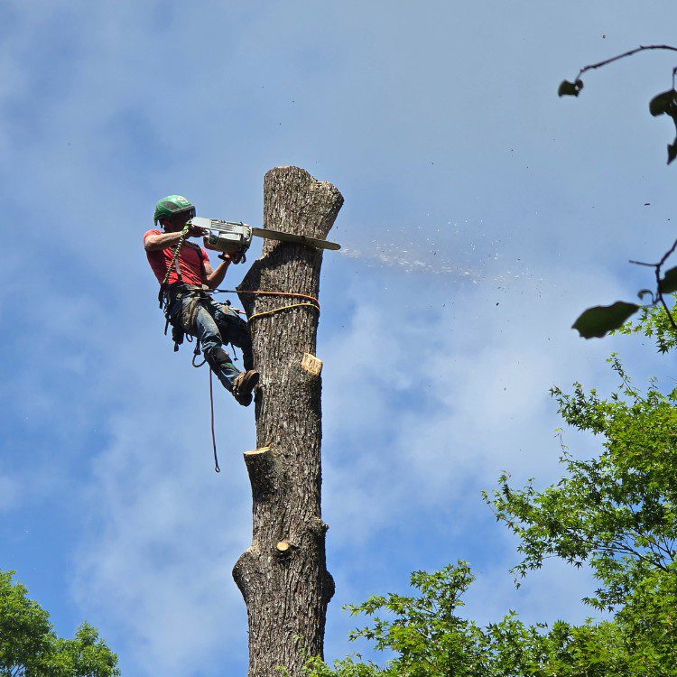 Tree services in Cornelia, GA Tree services in Cornelia, GA
