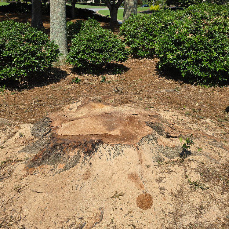 Tree services in Cornelia, GA Tree services in Cornelia, GA